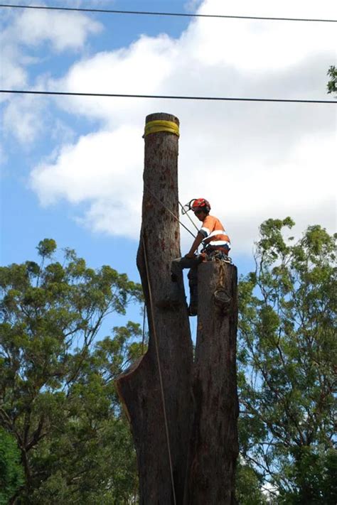 Tree Lopping Toowoomba .